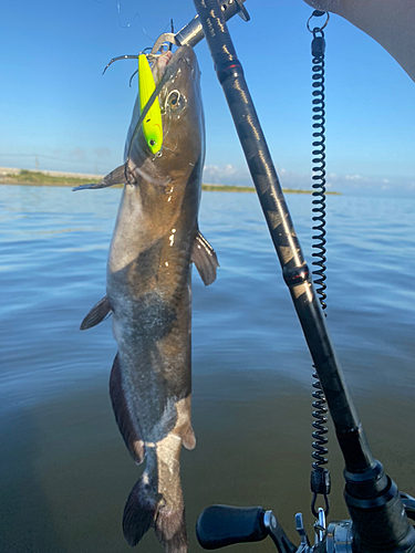 アメリカナマズの釣果