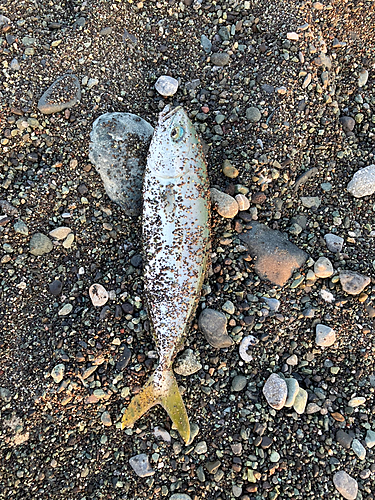 ワカシの釣果