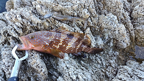 キジハタの釣果