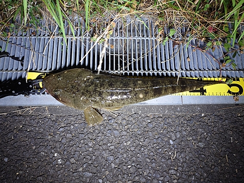 マゴチの釣果