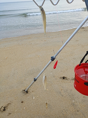 キスの釣果