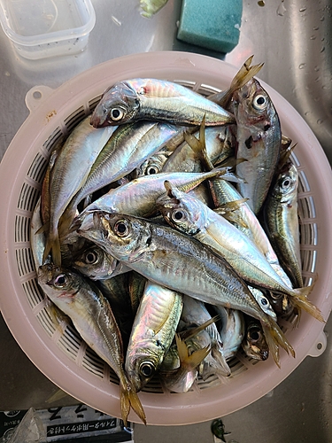 アジの釣果