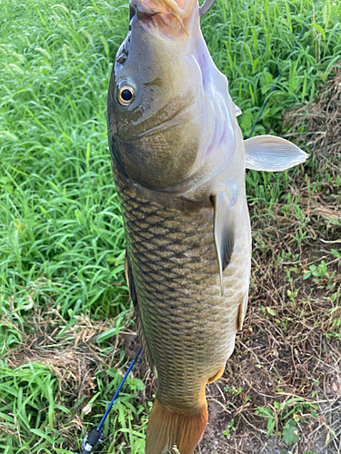 コイの釣果