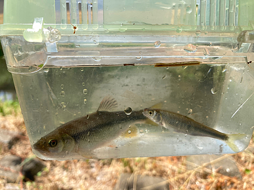 カワムツの釣果