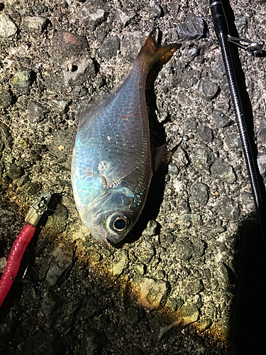 ミナミハタンポの釣果