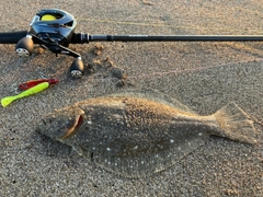 ソゲの釣果