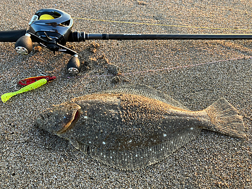 ソゲの釣果