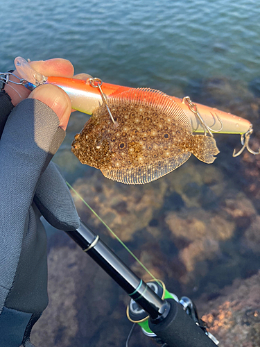 ソゲの釣果