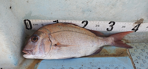 タイの釣果