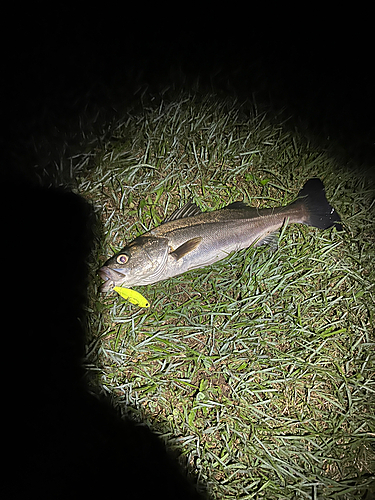 スズキの釣果