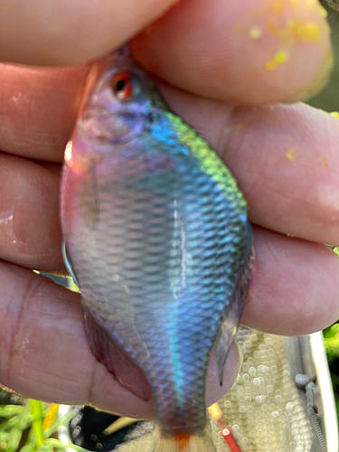 タナゴの釣果