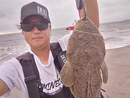 マゴチの釣果