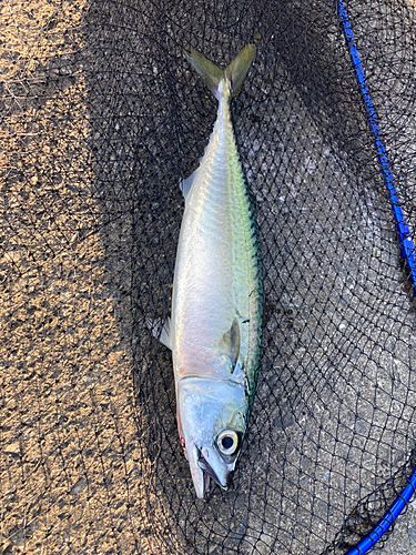 サバの釣果