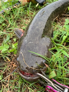 ナマズの釣果