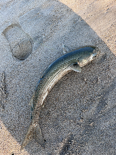 ボラの釣果