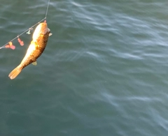 ショウサイフグの釣果