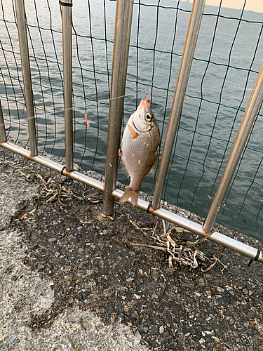 ウミタナゴの釣果