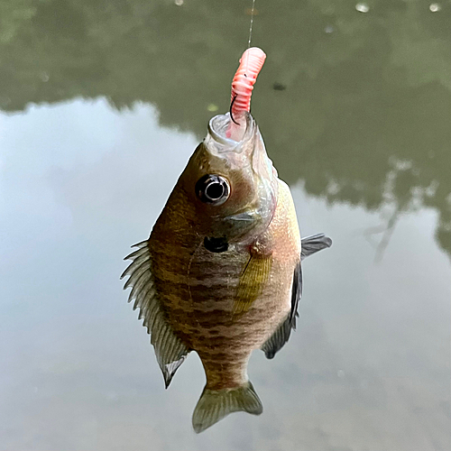 ブルーギルの釣果