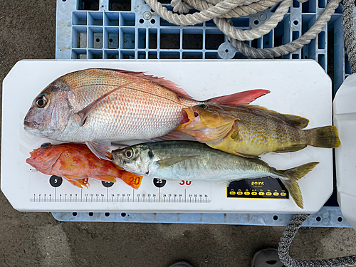 マダイの釣果