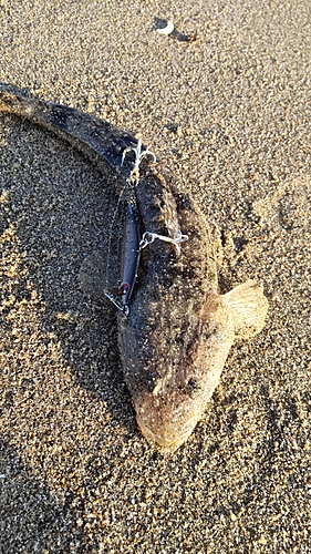 マゴチの釣果