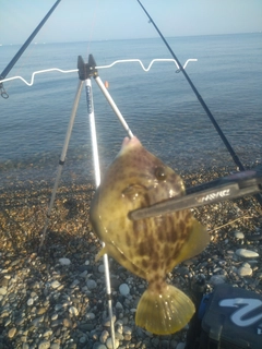 カワハギの釣果