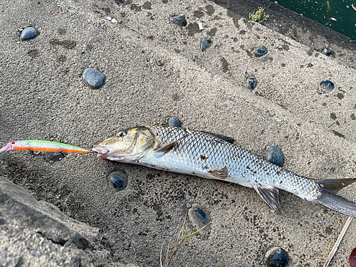 ニゴイの釣果