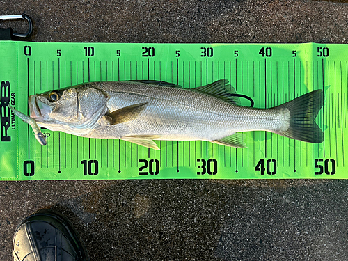 シーバスの釣果