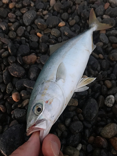 コゾクラの釣果