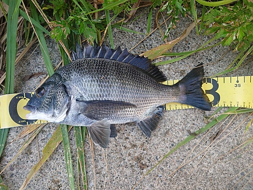 クロダイの釣果