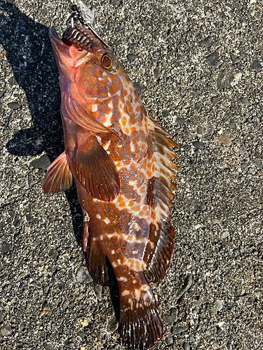 キジハタの釣果