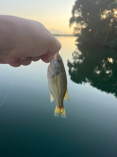 ラージマウスバスの釣果