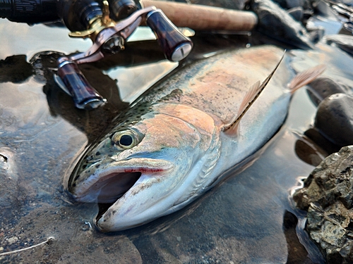 ニジマスの釣果