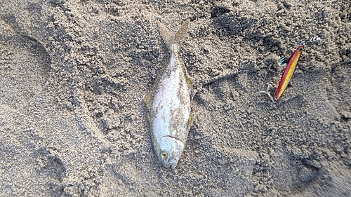 ショゴの釣果