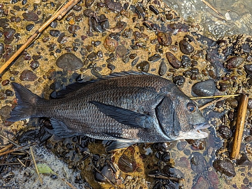 チヌの釣果