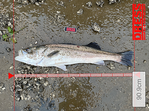 シーバスの釣果