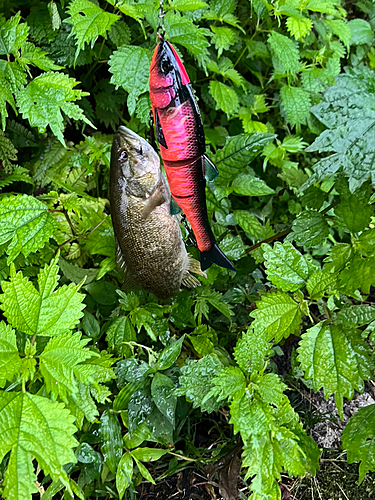 スモールマウスバスの釣果