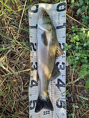 セイゴ（マルスズキ）の釣果