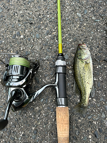 ブラックバスの釣果