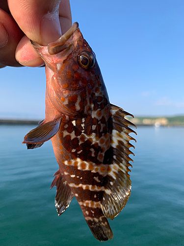 キジハタの釣果