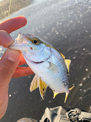 ショゴの釣果