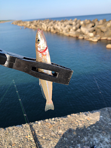 キスの釣果