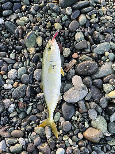 ワカシの釣果