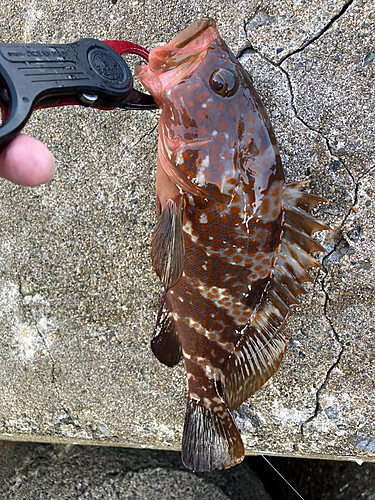 キジハタの釣果