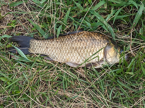 フナの釣果