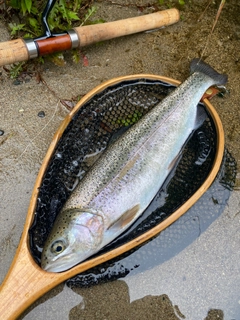 ニジマスの釣果