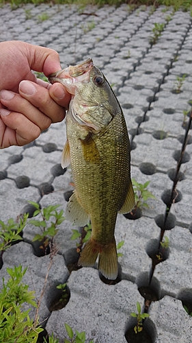 ブラックバスの釣果