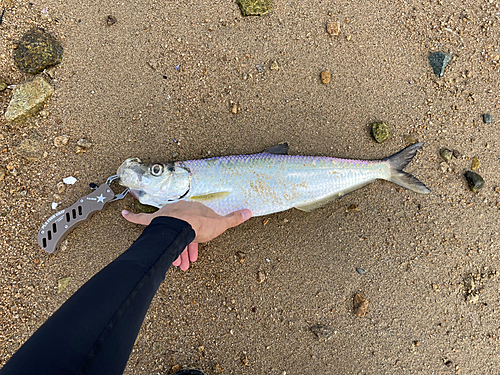 ヒラの釣果