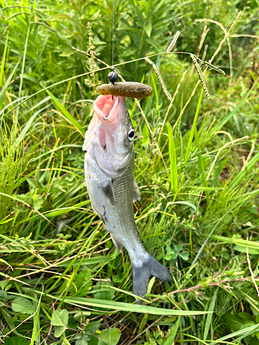 ニゴイの釣果