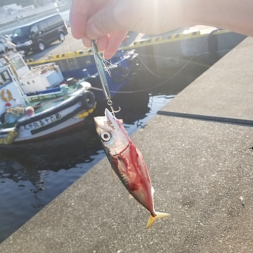 サバの釣果