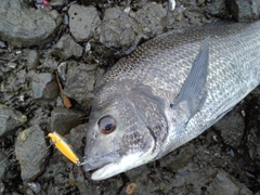 チヌの釣果